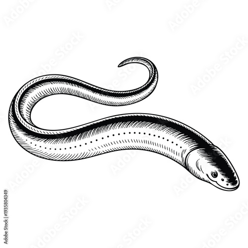 Japanese eel ink sketch of fish isolated on white background hand drawn vector illustration in retro style marine wildlife engraving artwork