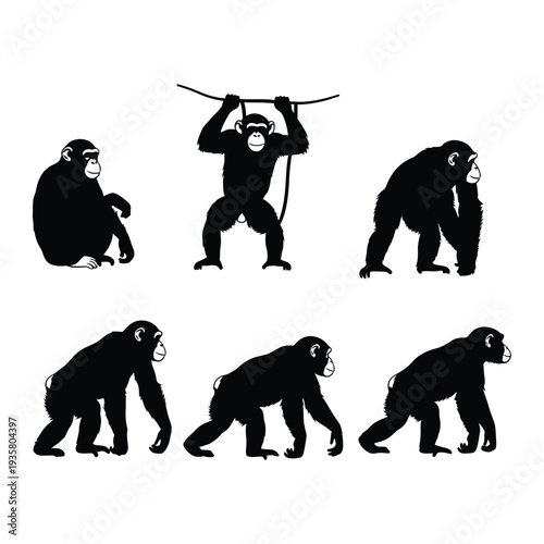 Silhouette of monkey evolution from ape to man