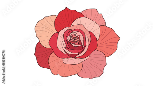 Red and Pink Rose.