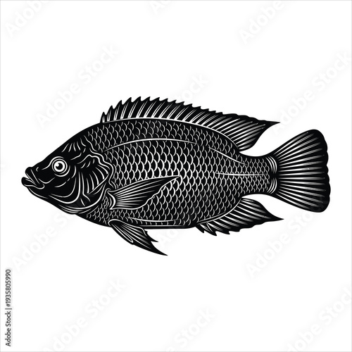 Black and white tilapia fish vector illustration isolated on white