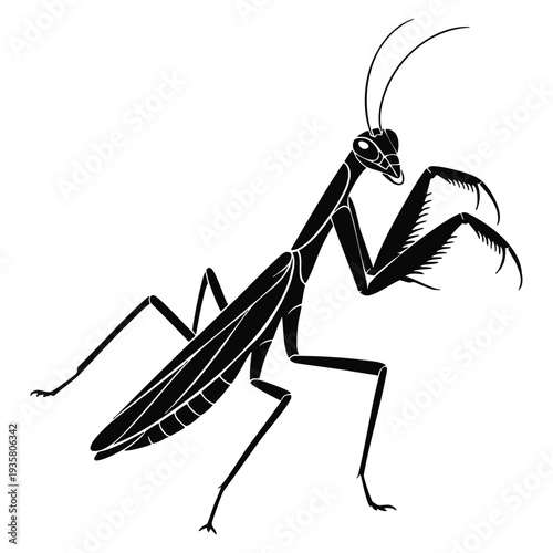 Mantis on white background black and white vector illustration drawing of insect suitable for nature education themes