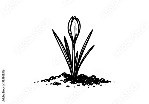 Crocus Hand Drawn Illustration Vector by AZ for Books, Arts, Design and Decoration Graphic Asset