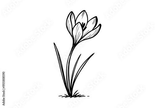 Crocus Hand Drawn Illustration Vector by AZ for Books, Arts, Design and Decoration Graphic Asset