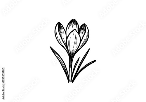 Crocus Hand Drawn Illustration Vector by AZ for Books, Arts, Design and Decoration Graphic Asset