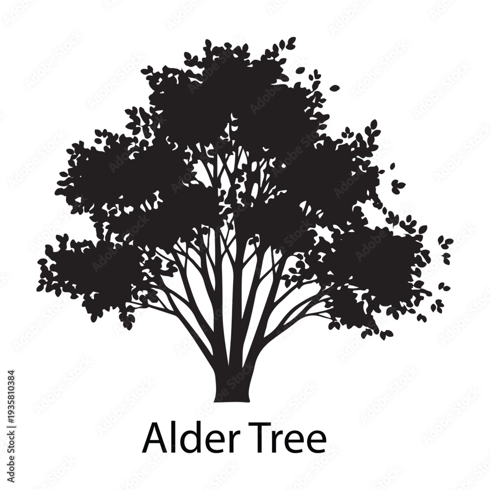 Fototapeta premium Alder tree silhouette with dense foliage isolated on white background, black vector illustration