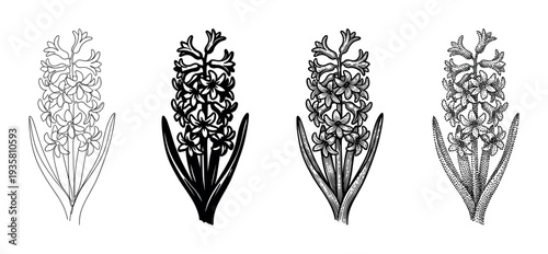 Four black and white hyacinth flower illustrations in a collection of different artistic styles including line art, silhouette, detailed engraving, and stippling