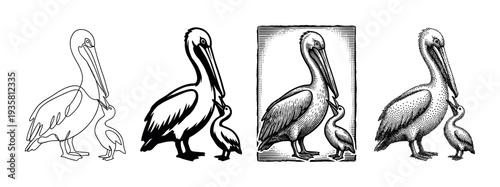 Four black and white pelican illustrations showing a mother bird feeding its chick in various artistic styles like line art, silhouette, engraving, and stippling