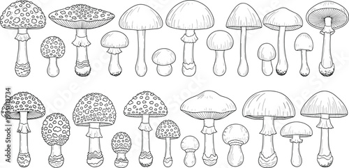 Collection of mushroom and fungus line art sketches and outline drawings isolated on white background for nature and forest designs