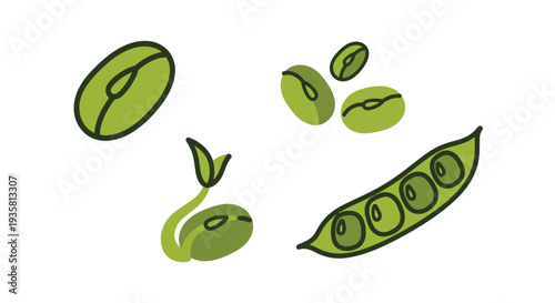 Green gram Line art vector clean bright color illustration