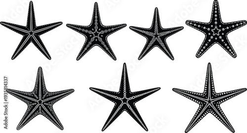 Starfish collection vector illustration with different sea star species isolated on white background marine animal ocean wildlife beach nautical sketch