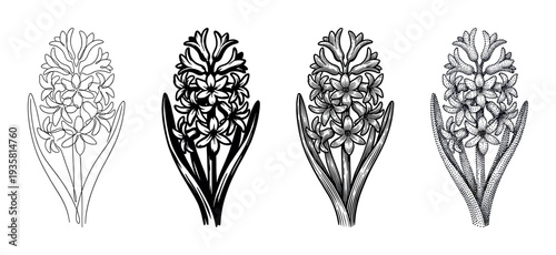 Set of four hyacinth flower illustrations in different graphic styles including continuous line art, silhouette, engraving, and dotwork for a botanical design collection