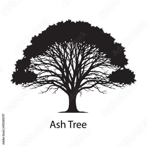 Ash tree silhouette with detailed branches and large canopy isolated on white background, vector