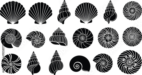 Collection of black seashell silhouettes and spiral snail shell illustrations isolated on white background for marine and coastal nature designs