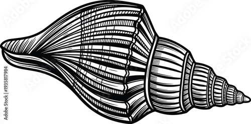 Black and white seashell illustration, detailed hand drawn sea shell sketch, vintage marine life vector for nautical beach themed designs