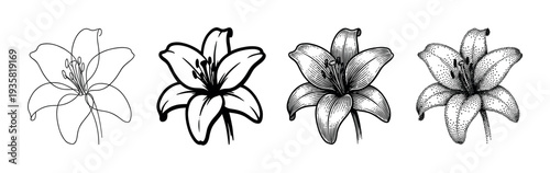 Four distinct black and white lily flower illustrations showcase various artistic rendering techniques, including delicate line art, bold outlines, intricate engraving, and detailed stipple shading