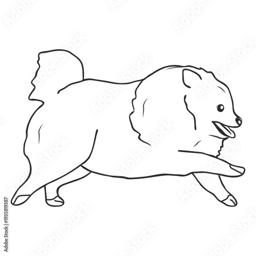 Pomeranian dog running stroke