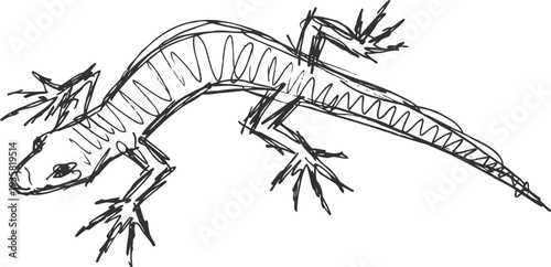 hand drawn lizard illustration in black ink with detailed claws and tail sketch