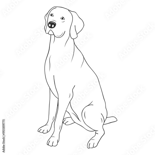 Weimaraner dog stroke