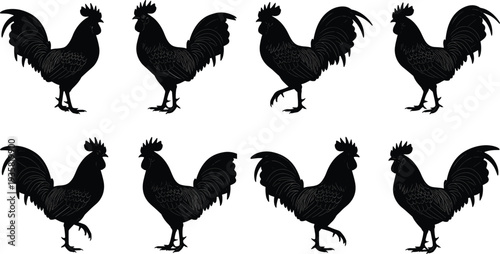 Rooster silhouettes collection, detailed farm chicken cockerel in standing and walking poses black vector illustration isolated on white background