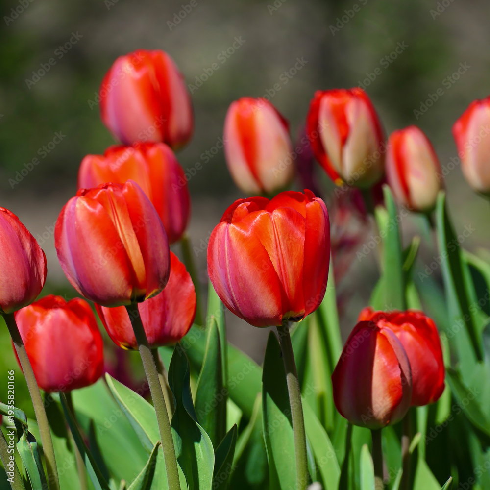 Fototapeta premium Colorful Floral Display of Red Tulips Against Blurred Green Background