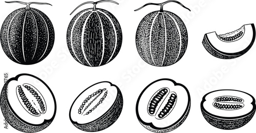 Melon Collection Vintage Engraving Style Illustration
