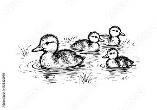Ducklings Hand Drawn Illustration Vector by AZ for Books, Arts, Design and Decoration Graphic Asset
