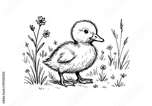 Ducklings Hand Drawn Illustration Vector by AZ for Books, Arts, Design and Decoration Graphic Asset