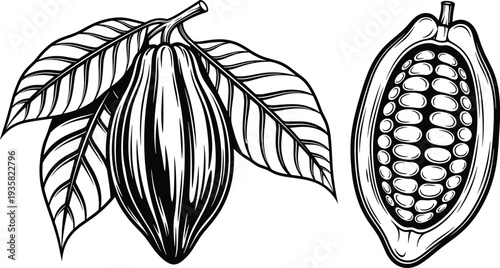 Cacao pod illustration, tropical fruit artwork, chocolate source design, cocoa bean graphic, natural ingredient symbol, botanical food art, black white drawing