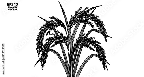 Vintage rice plant engraving vector illustration black and white EPS 10