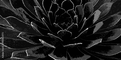Striking black and white image of a succulent plant in full bloom