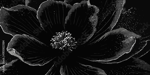 A striking black and white close up of a blossoming flower