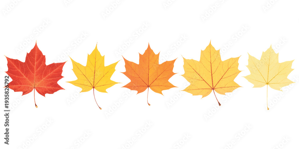 Fototapeta premium Five maple leaves glow in autumn hues.Autumn leaves in gradient hues of red, orange, and yellow.