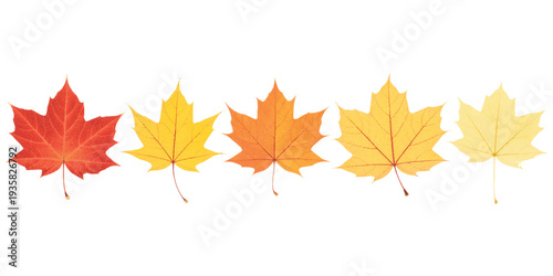Five maple leaves glow in autumn hues.Autumn leaves in gradient hues of red, orange, and yellow.