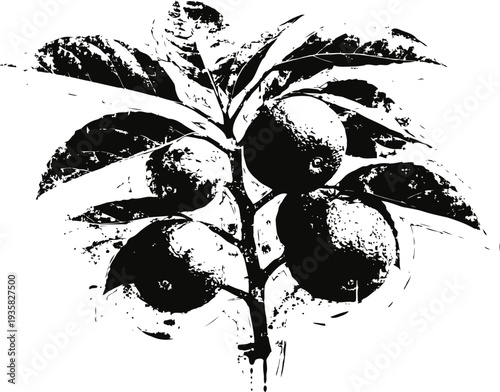 Citrus fruit branch with ripe oranges and leaves in black and white ink illustration