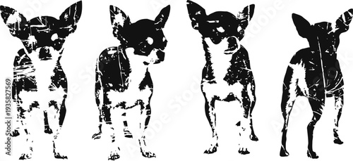 Chihuahua dog silhouette set in various poses small breed pet, black and white vector illustrations