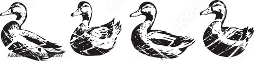 black and white vintage duck illustrations set four different duck poses with detailed line art design
