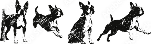 four black and white boston terrier dogs in various playful poses isolated on white