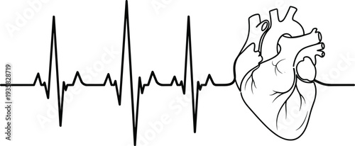 Human heart illustration, ECG waveform design, medical anatomy art, cardiology concept, heartbeat monitor graphic, healthcare symbol, cardiovascular system, diagnostic illustration