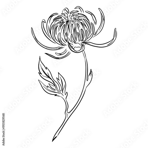Crysanthemum hand drawn flower