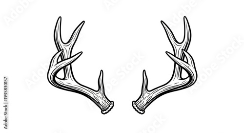 Detailed illustration of deer antlers, showcasing intricate design and natural beauty.