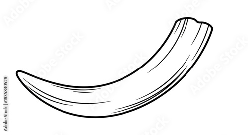 Detailed illustration of a curved ivory tusk, showcasing its natural form and texture.