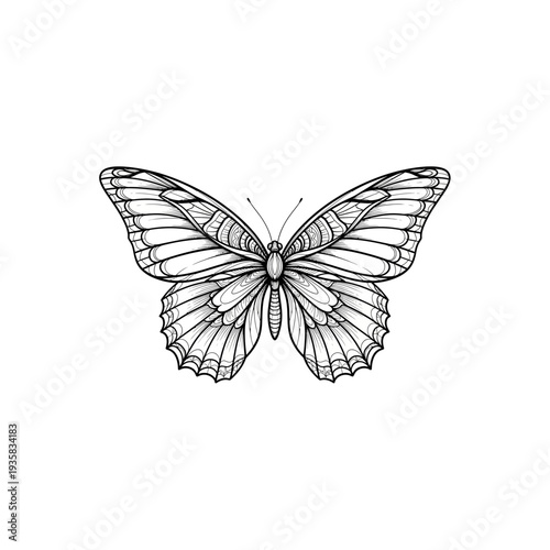 Vintage Hand Drawn Butterfly Sketch on White Background