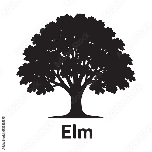 Elm tree silhouette with dense canopy isolated on white background, black vector illustration