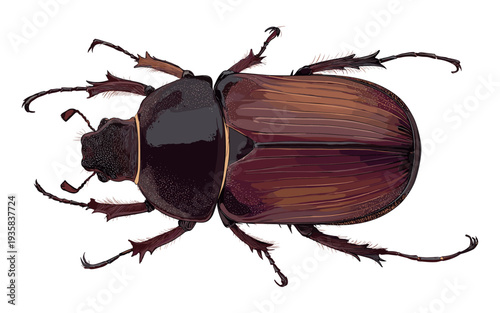 Detailed illustration of a brown scarab beetle with segmented legs and antennae on a white background