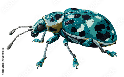 Detailed illustration of a vibrant blue and black spotted weevil insect on a white background