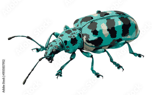 Detailed illustration of a teal and black patterned weevil beetle on a white background