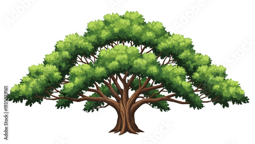Broadcrowned broadtrunked deciduous tree with green foliage on a white background