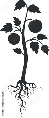 Tomato plant grow. Garden crop black silhouette