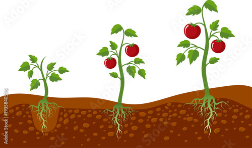 Tomato growth stage. Agriculture process cartoon illustration