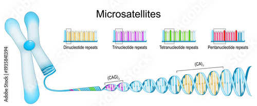 Microsatellites. Genetic diversity. Chromosome, repetitive parts of DNA. Pentanucleotide, Tetranucleotide, Trinucleotide, and Dinucleotide repeats